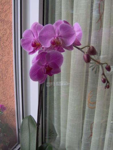 phalenopsis