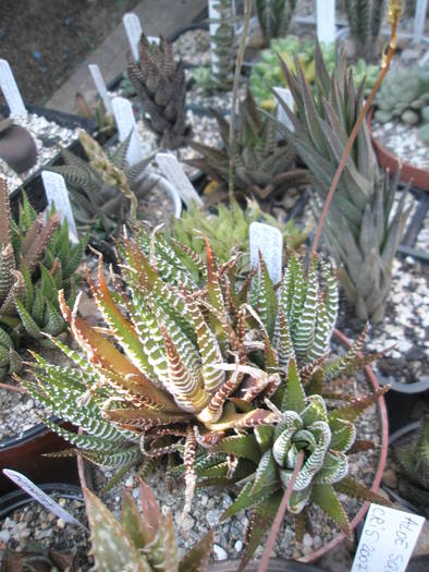 Haworthia fasciata - Haworthia 2009