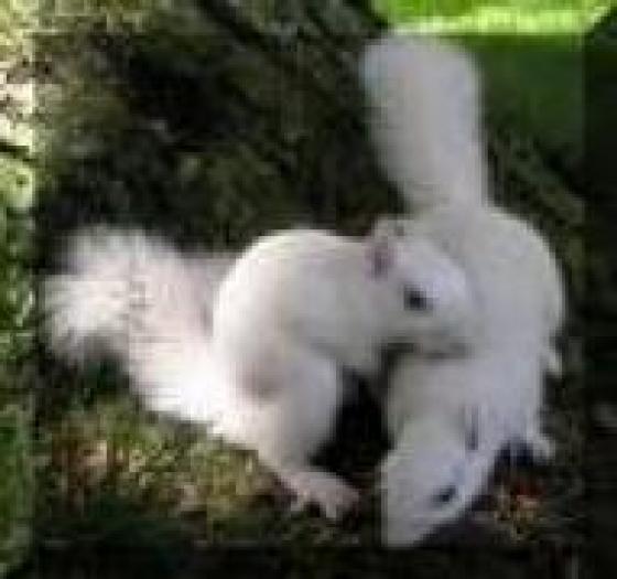 veverite albe - Animale