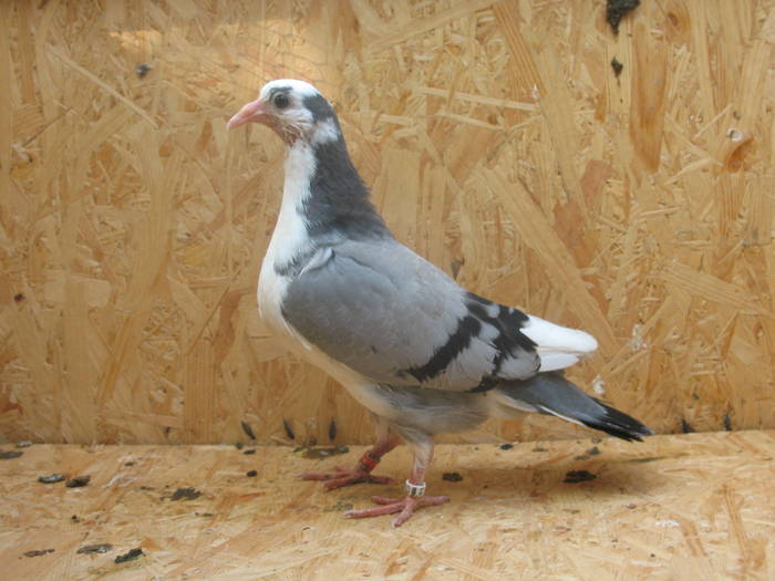 IMG_5369 - 7 PRIMII PUI PE 2009