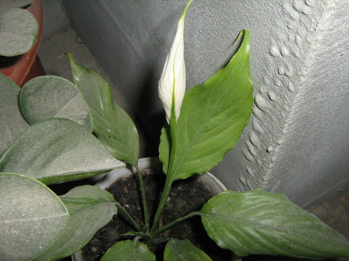 IMG_3950 - floricele