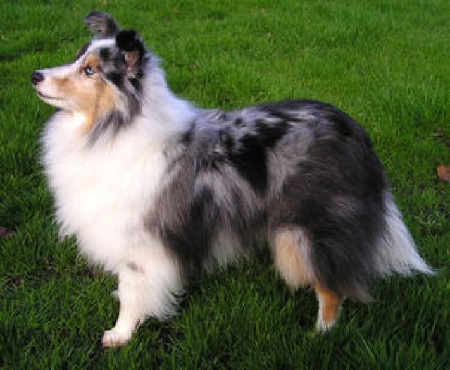 Shetland Sheepdog1 - NET Other Cannidae