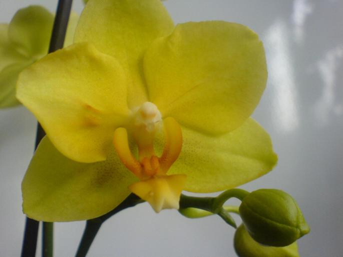 floare orhidee - orhidee