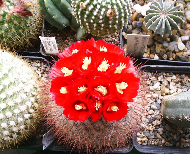 Parodia Sanguiniflora