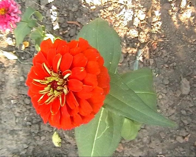 circiumari4 - flori dragute