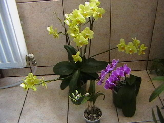 22.02 - orhidee 2009