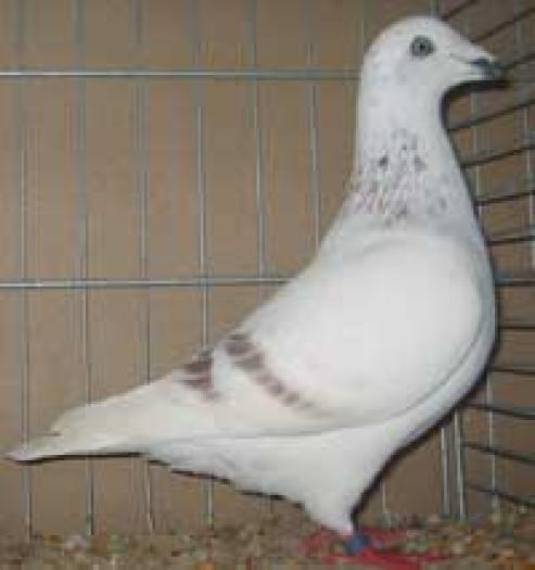 grizzle red(Genuine Homer)