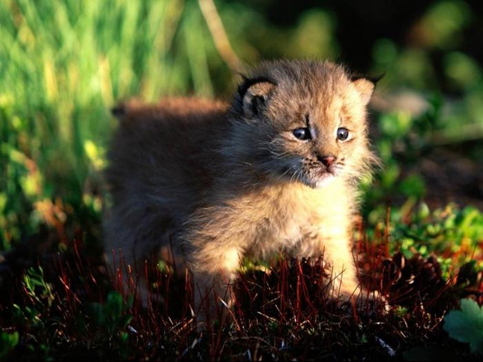 Canada Lynx Kitten - pisicutze