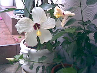 trandafir japonez alb - frumoasele mele