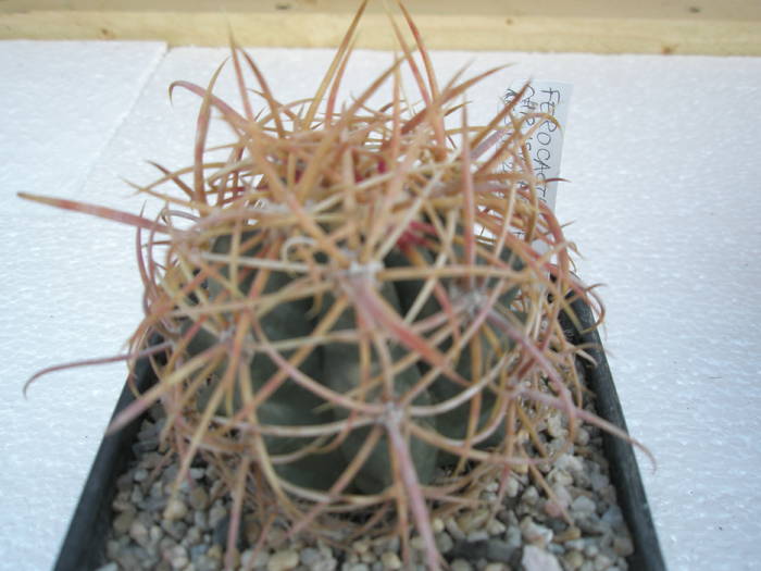 Ferocactus chrysachantus - Ferocactus