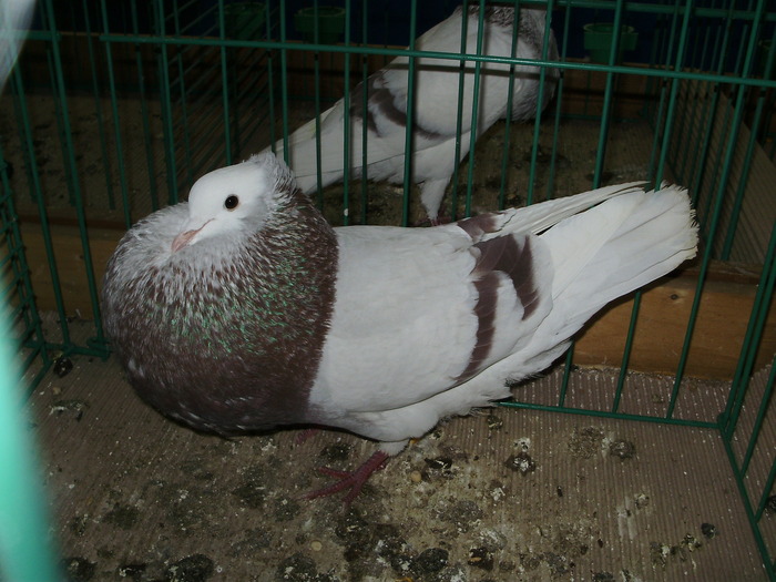 8717 tk 1 - 1507 partea 3b