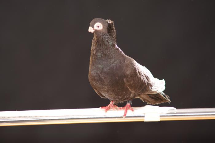 Picture 078 - jucatori de constanta