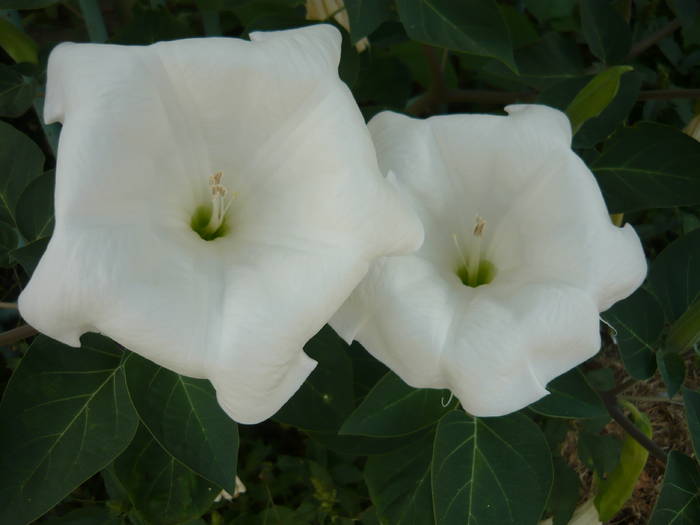16 mai 2009 144