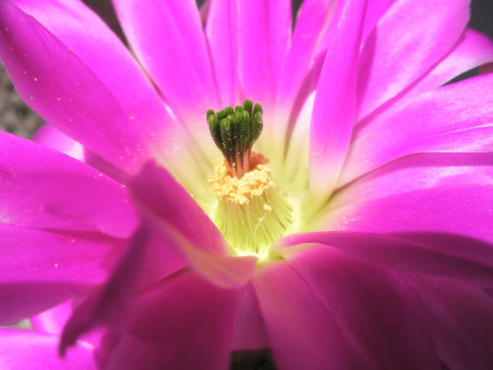 Echinocereus berlandieri - pistilul