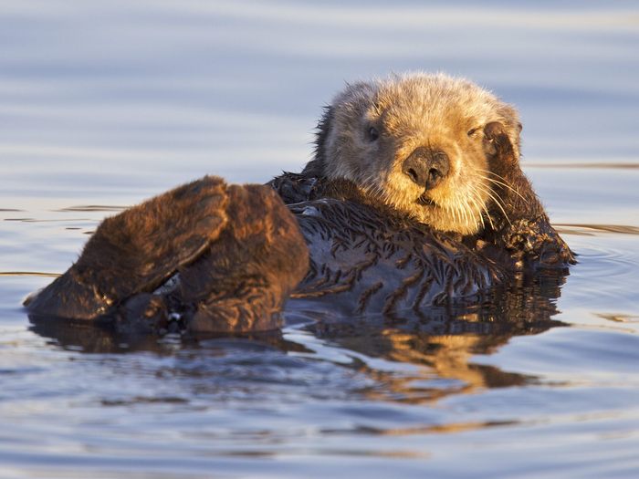 California Sea Otter, Monterey Bay Marine Sanctuary, California - Wallpapers Premium