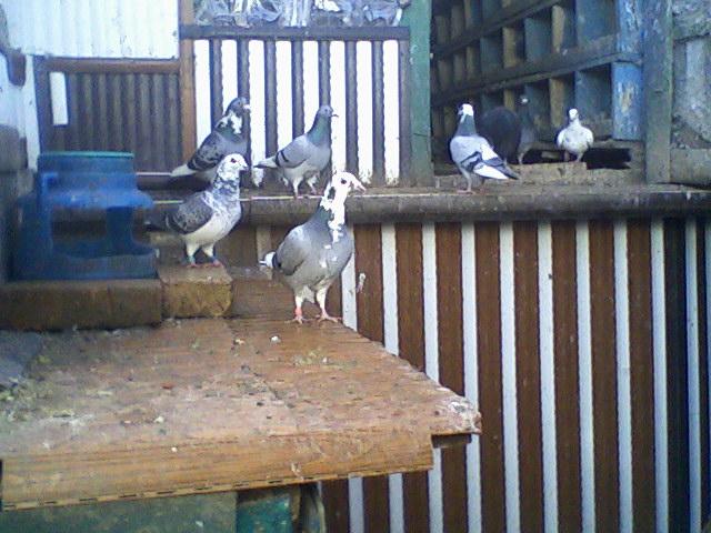 Fotografii-0008Gjm - Copy (3) - Porumbeii mei calatori