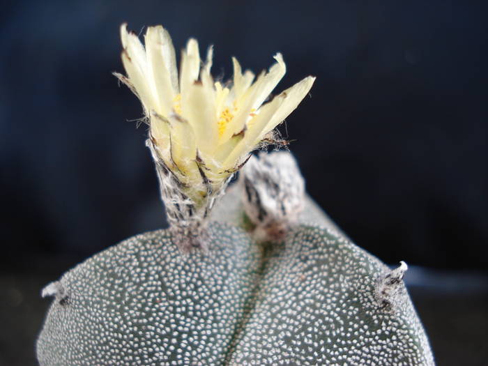 ASTROPHYTUM MYRIOSTIGMA. var. TRICOSTATUM - Cactusi