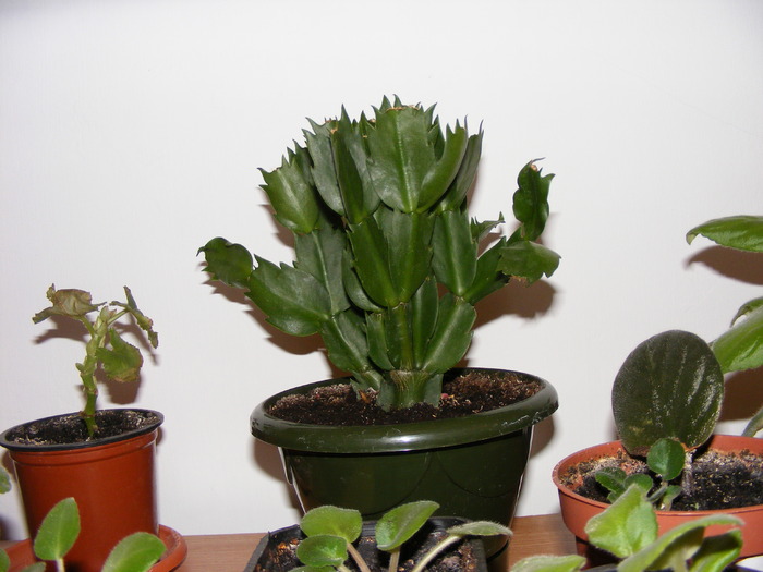 CRACIUNITA(SCHLUMBERGERA)