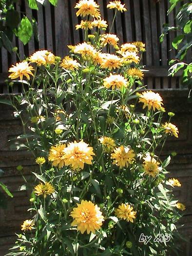  - Heliopsis - Scabra