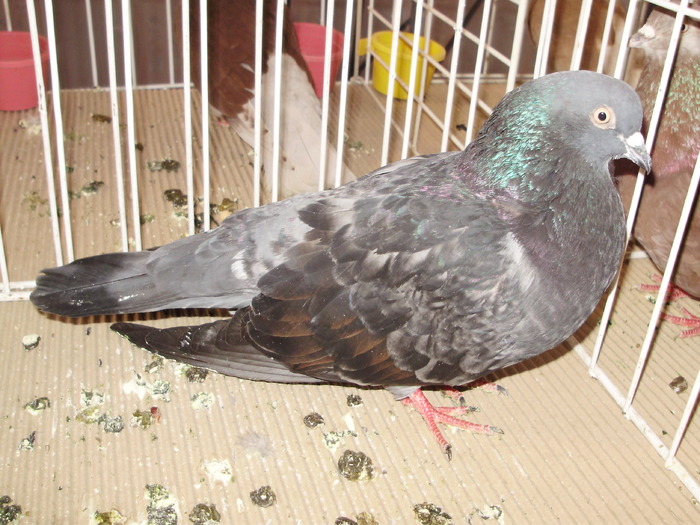 ciung pl 5 - 1510 rz