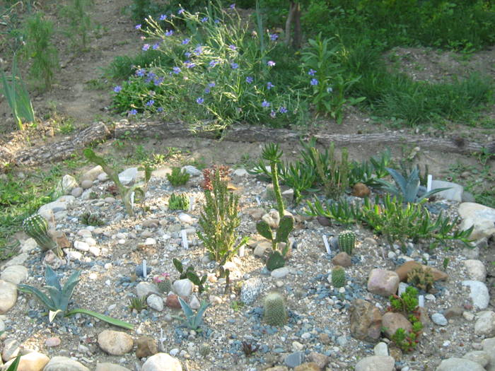 IMG_8218 - Cactusi la mosie 17 iunie 2009