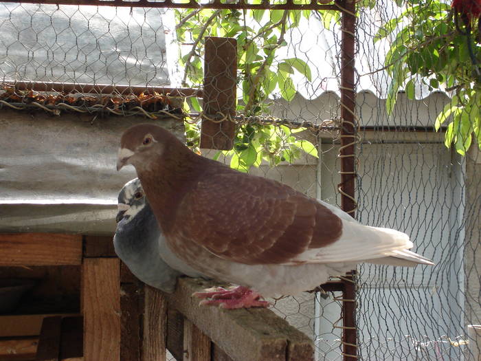 78 - E Porumbei Voiajor Standard Vechi