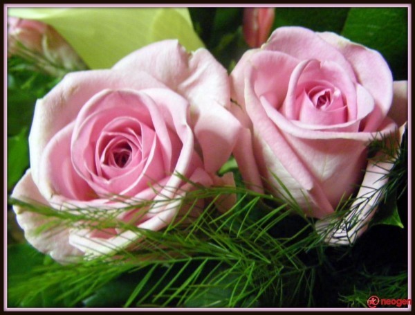 a7d0a3e7_0020001067848_00_600 - Trandafiri roz