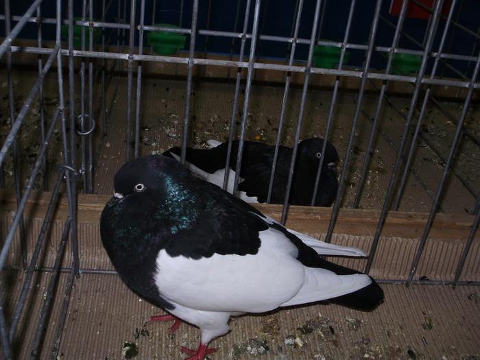 10511 gmt 1 - 1507 partea 6a