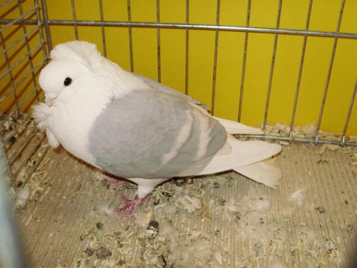 13073 ogo 1 - 1505 partea 6