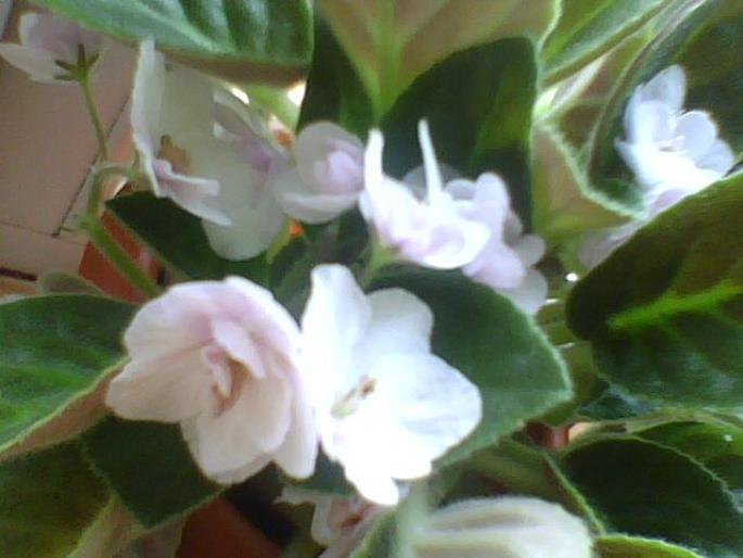 violeta alba cu roz floare dubla - FLORILE MELE IUBITE 2008