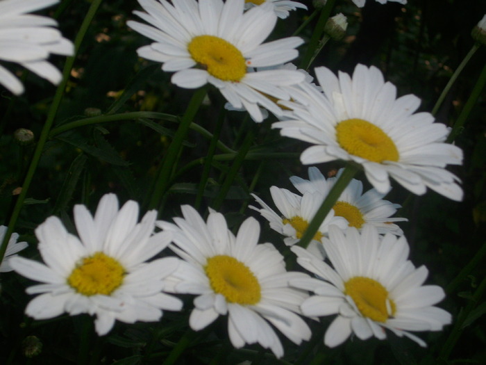 DSCI0685 - flori din gradina mea