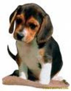 beagle 12 - Beagle puppy