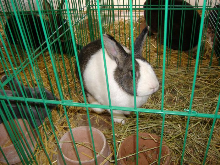 Nitra 06.12.2008 080