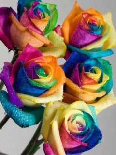 Colored_Roses_2