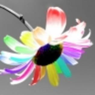 rainbow_color - Flori