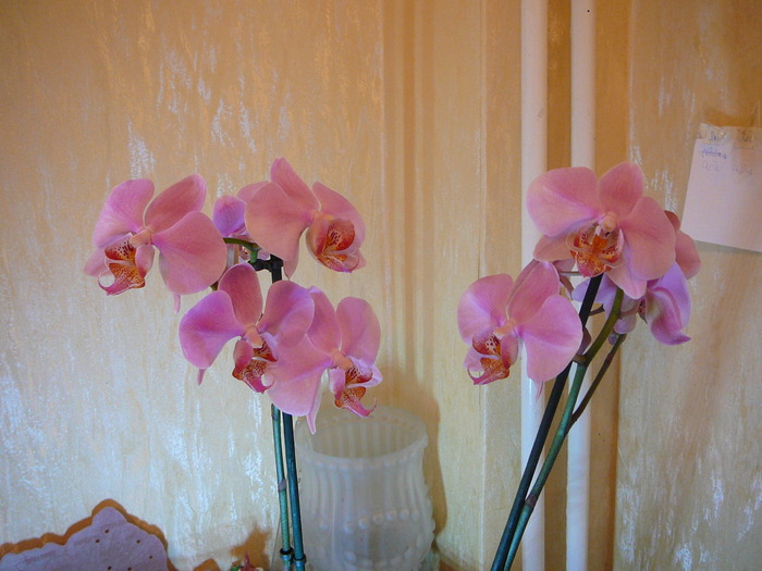 Phalaenopsis - ORHIDEE