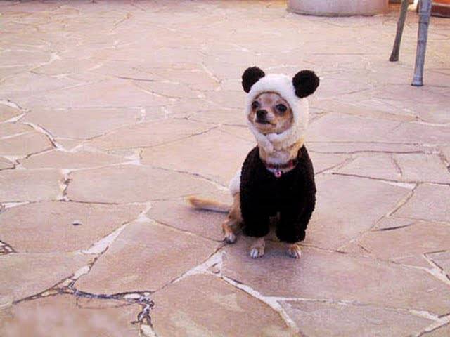 cute-puppy-costume-background