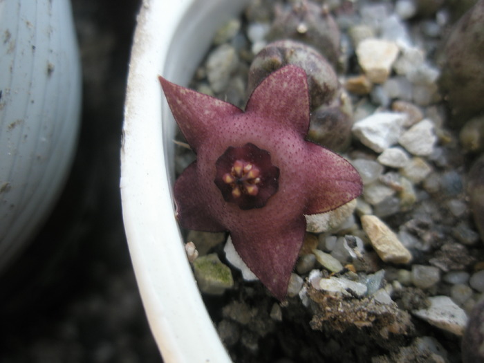 Duvalia parviflora x Huernia sp. - floare - Asclepidiacee 2009