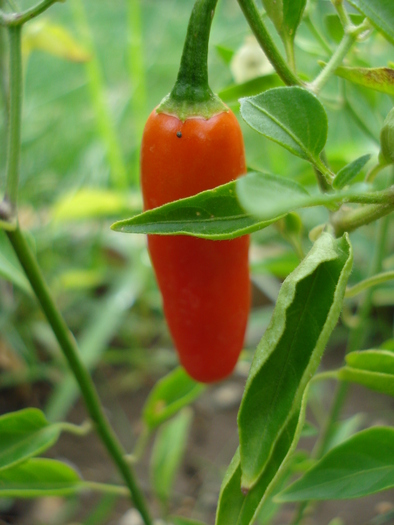 Serrano Tampiqueno (2009, Aug.16) - Serrano Tampiqueno Pepper