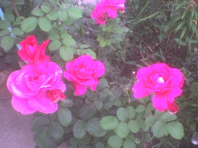 DSC00961 - trandafiri