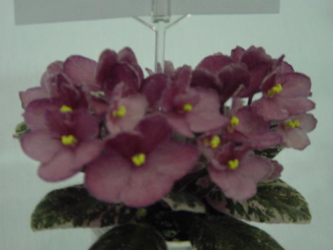 Macs_Solemn_Stillness_2005avsa - violete de pe net