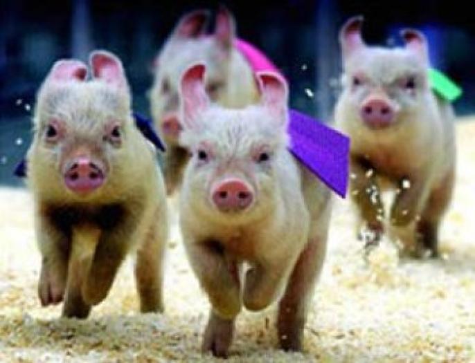 poze-porci