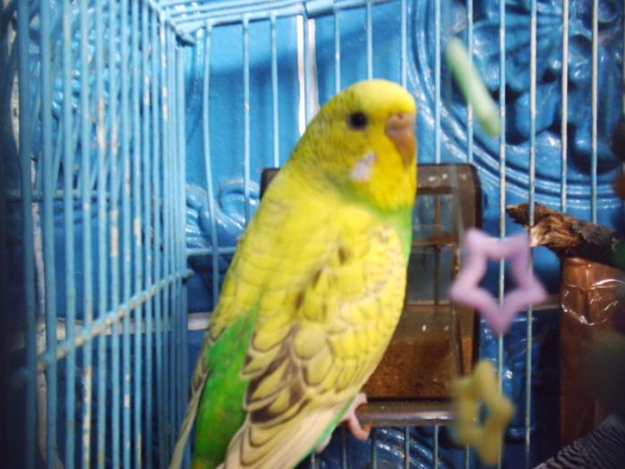 a19 - papagali colorati
