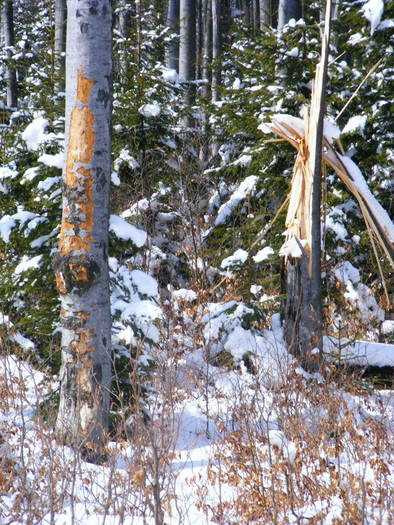 DSCF7496 - winter2008-2009