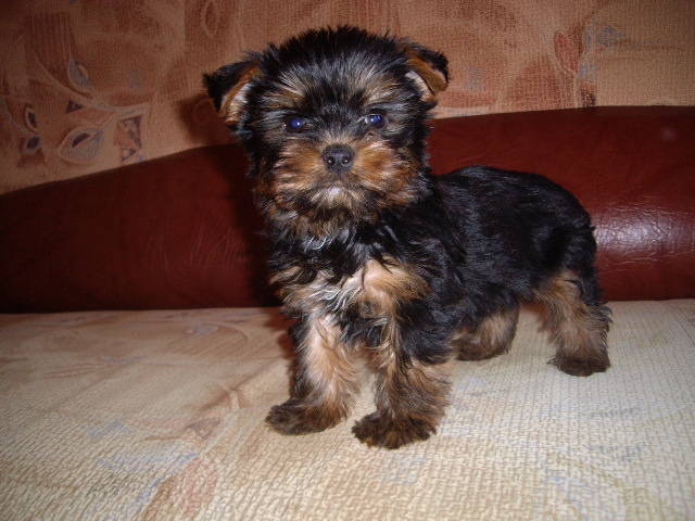 Yorkshire - Yorkshire terrier