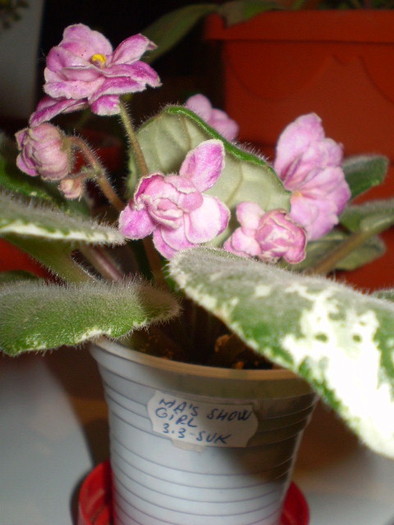 PB122820 - flori de camera 2009-2010