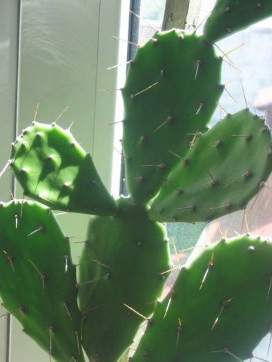 Opuntia rhodantha - iunie 2009