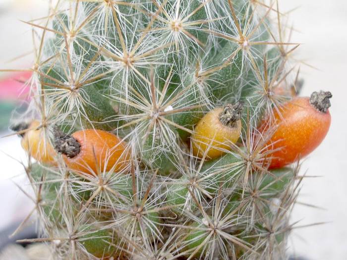 Mammillaria prolifera