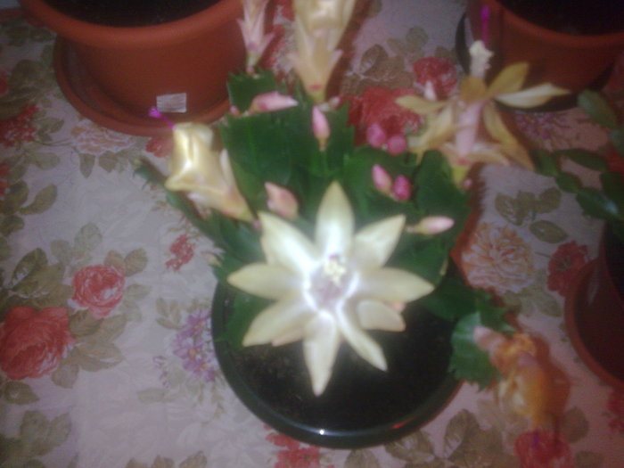 CRACIUNITA(SCHLUMBERGERA)