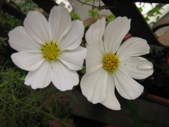 floarea "marar" - Beautiful flowers